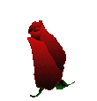 rose0.gif (35103 bytes)